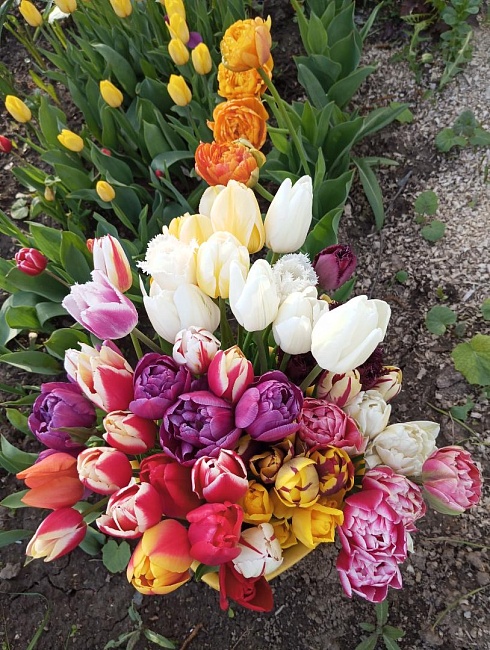 Набор Тюльпанов " Блики весны "  9 шт.