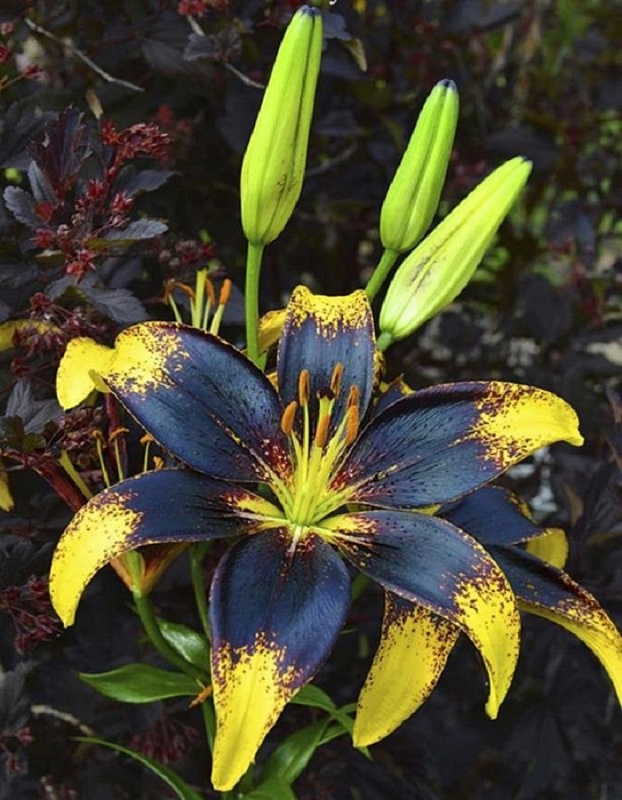 Лилия Лайон Харт