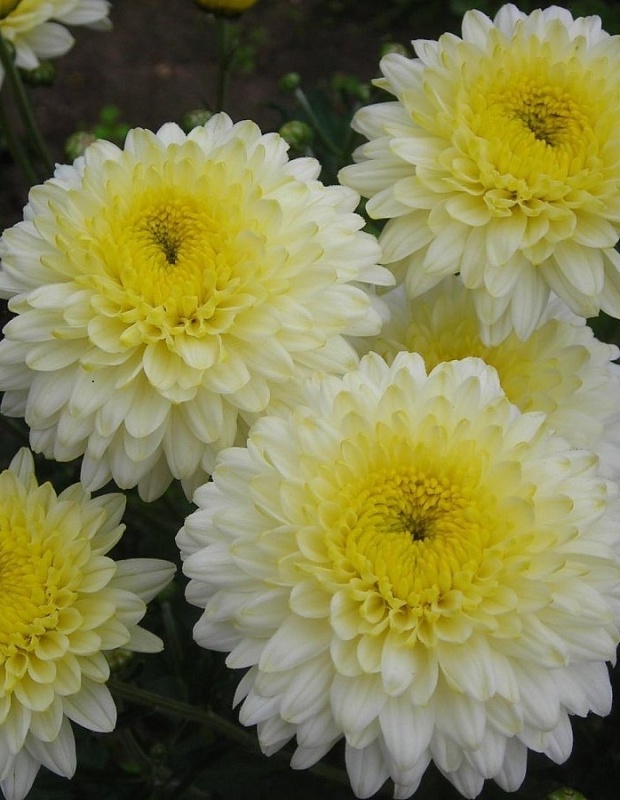 Хризантема Элен Вайт ASF 1 шт Р9