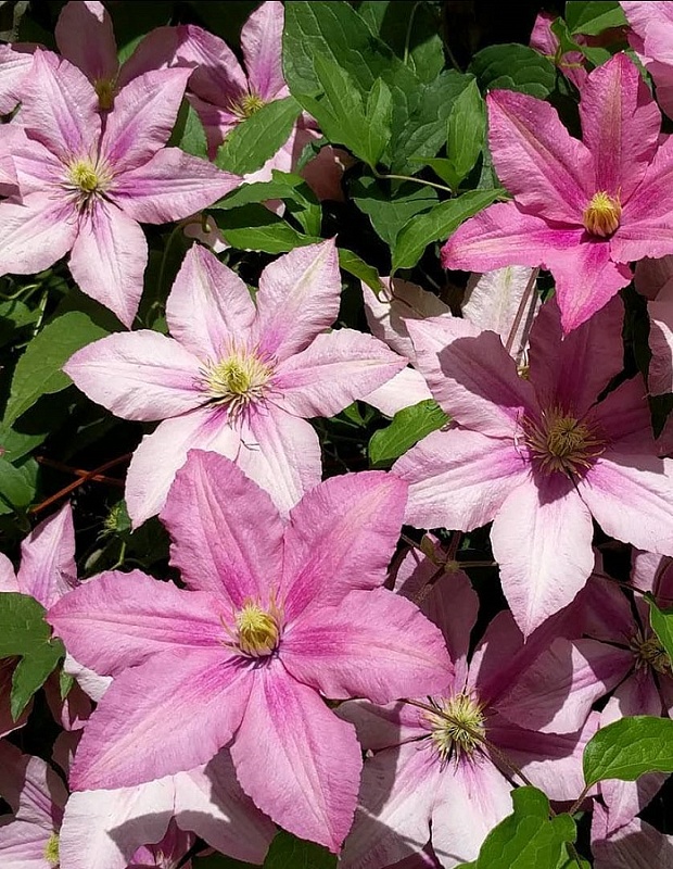 Клематис Розамунда 1 шт Р9