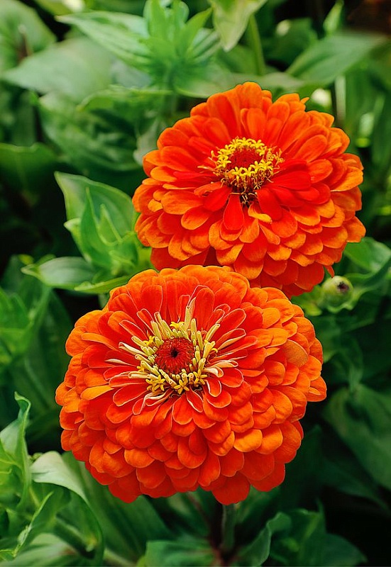 Цинния георгиноцветковая Оранжевый король 0,5 гр