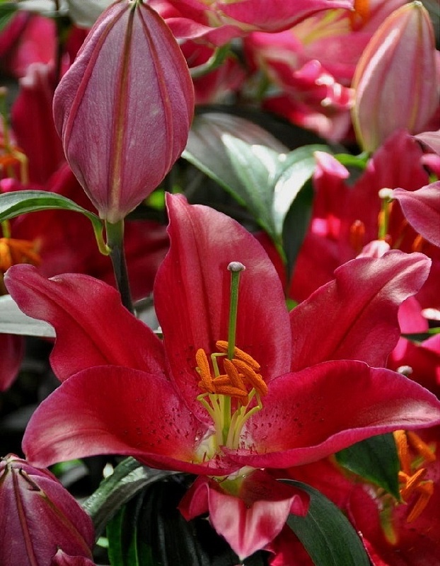 Лилия Пико 1 уп. (1 шт.)