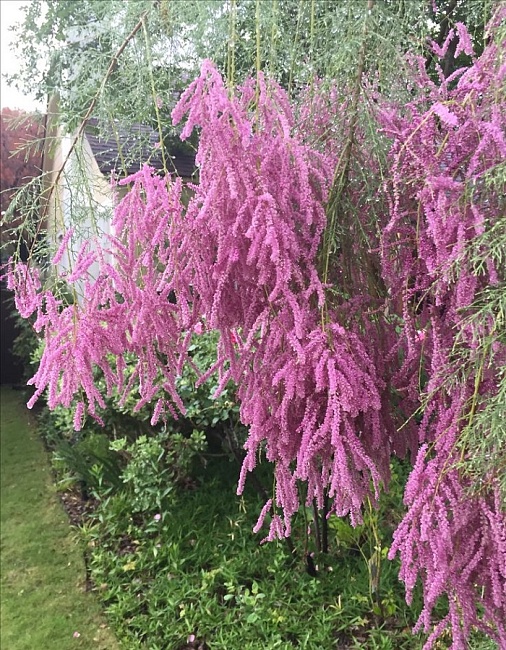 Тамарикс Мелкоцветковый 1 шт Р9