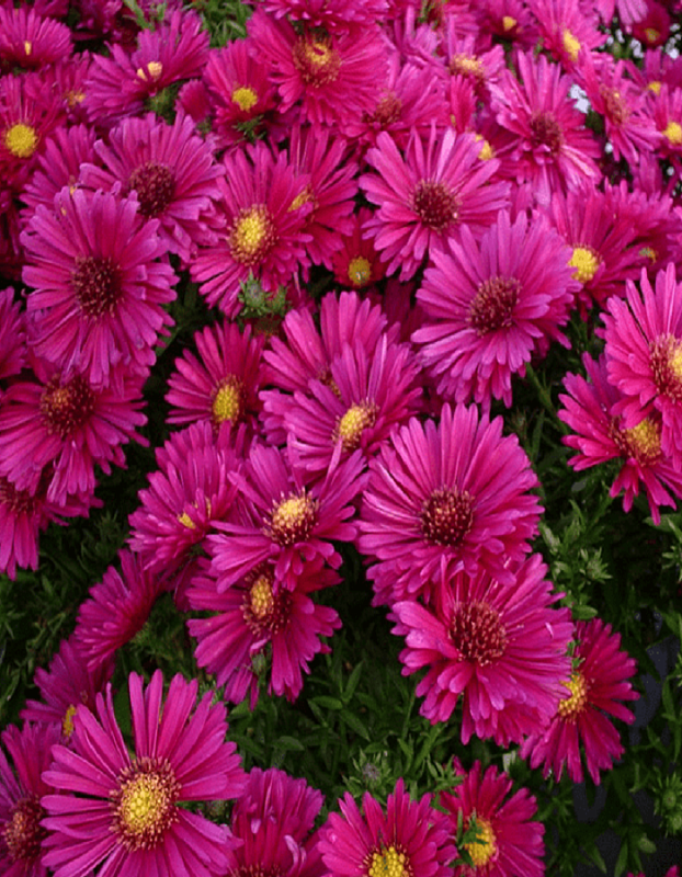 Астра кустарниковая Кассель 1 шт