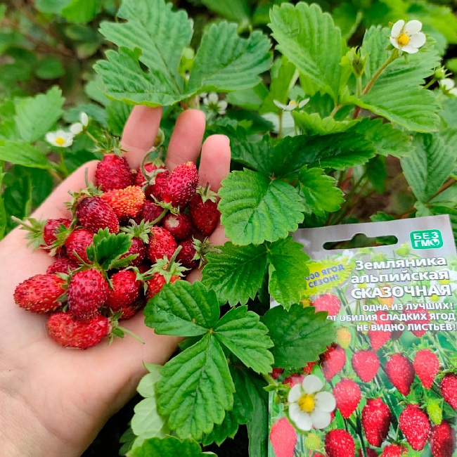 Земляника Сказочная альпийская (УД) 0,05 гр *банка