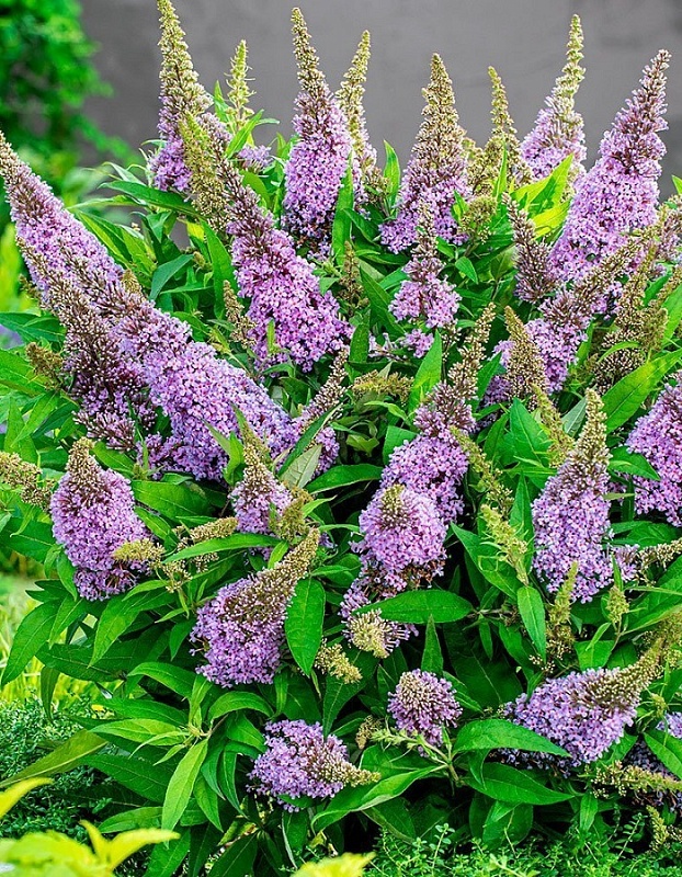 Буддлея Давида Баттерфляй Канди Литл Свитхарт 1 шт Р9