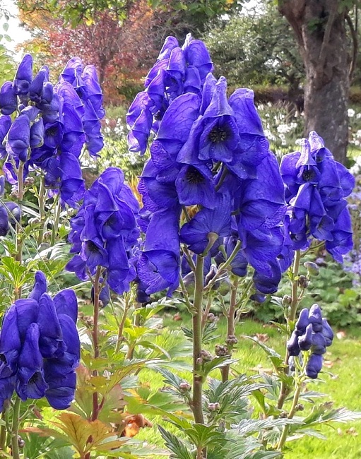 Аконит Кархихеля Арендси ASF 1 шт Р9