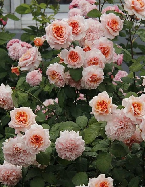 Роза плетистая Амаретто