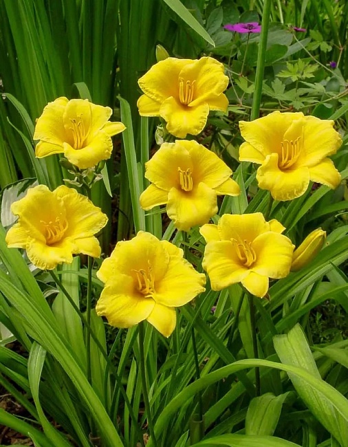 Лилейник Стелла Де Оро 