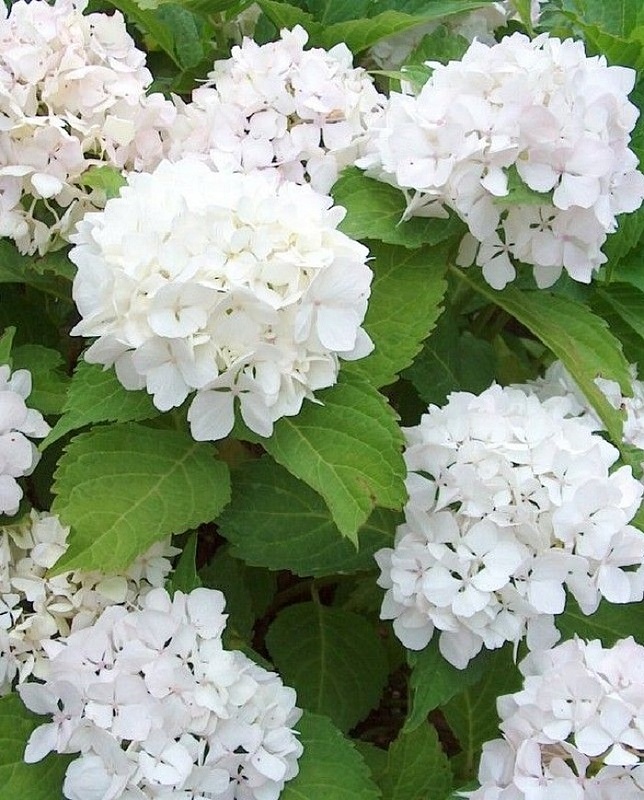 Гортензия крупнолистная Сестра Тереза 1 шт Р9