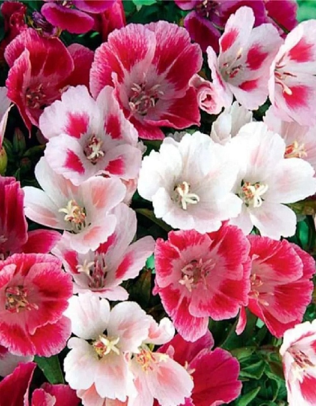 Годеция Королевская-крупноцветковая смесь ярких окрасок (УД) 0,1 гр цв п