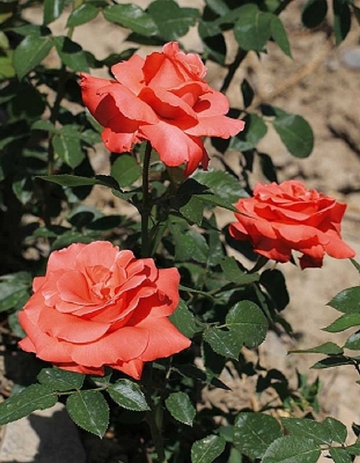 Роза чайно-гибридная Аве Мария