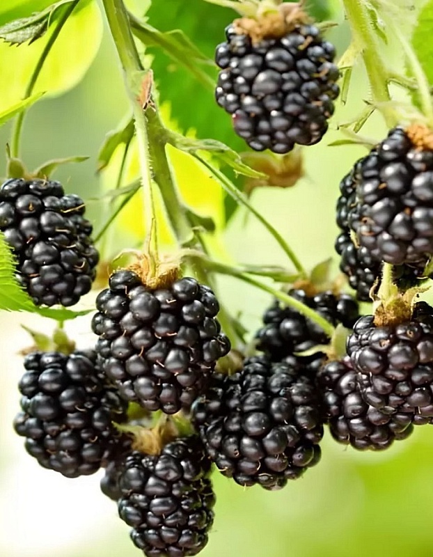 Ежевика Оушито 