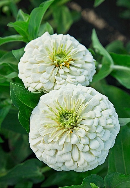 Цинния георгиноцветковая Полярный медведь 0,5 гр