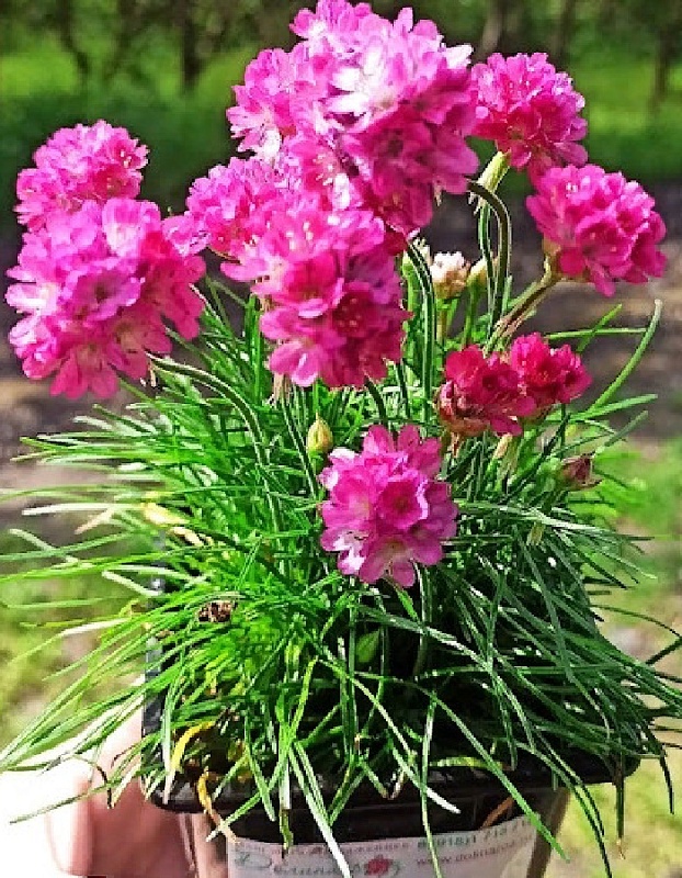 Армерия приморская Монинг стар Дип роуз ASF 1 шт Р9