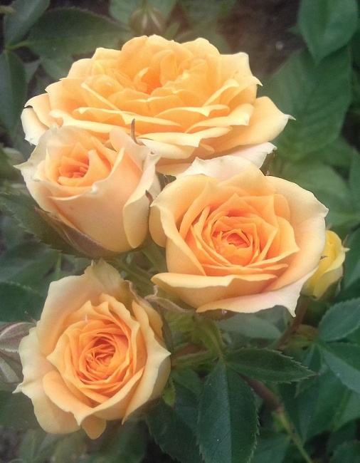 Роза спрей Макарена