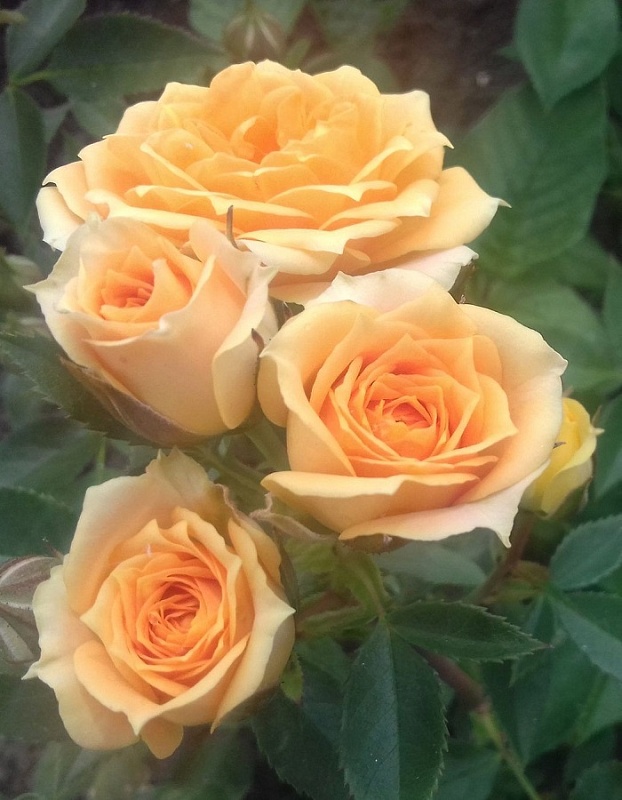 Роза спрей Макарена