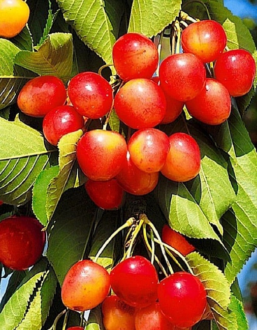 Черешня Брянская розовая