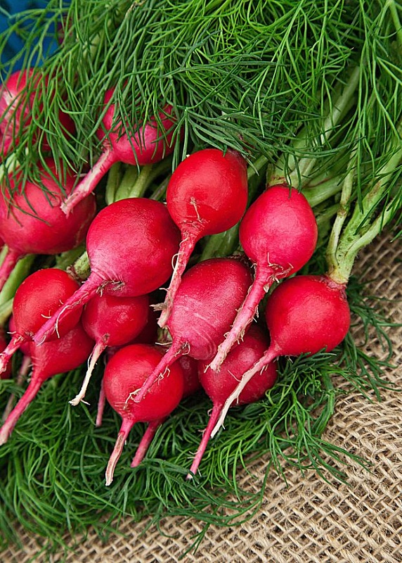 Редис Заря 3 гр цв.п (Био-старт)