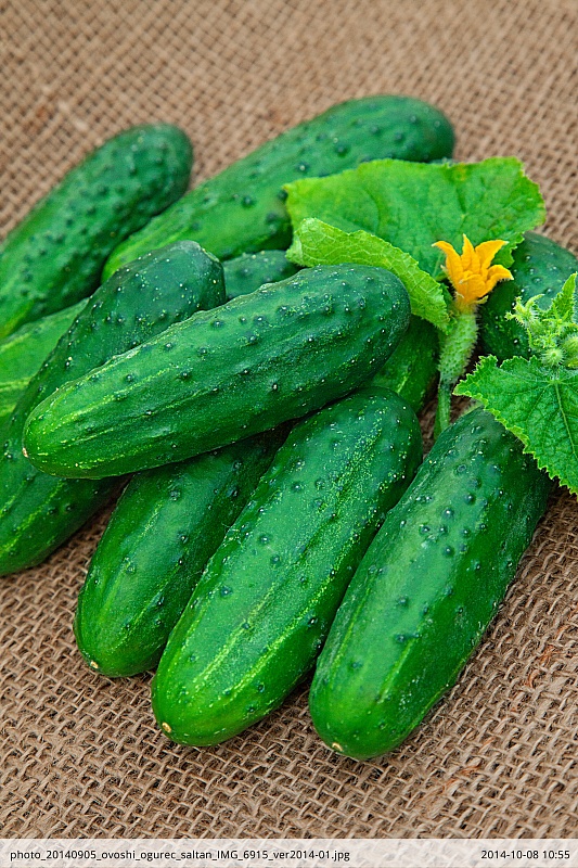 Огурец Салтан F1 0,25 гр цв.п.