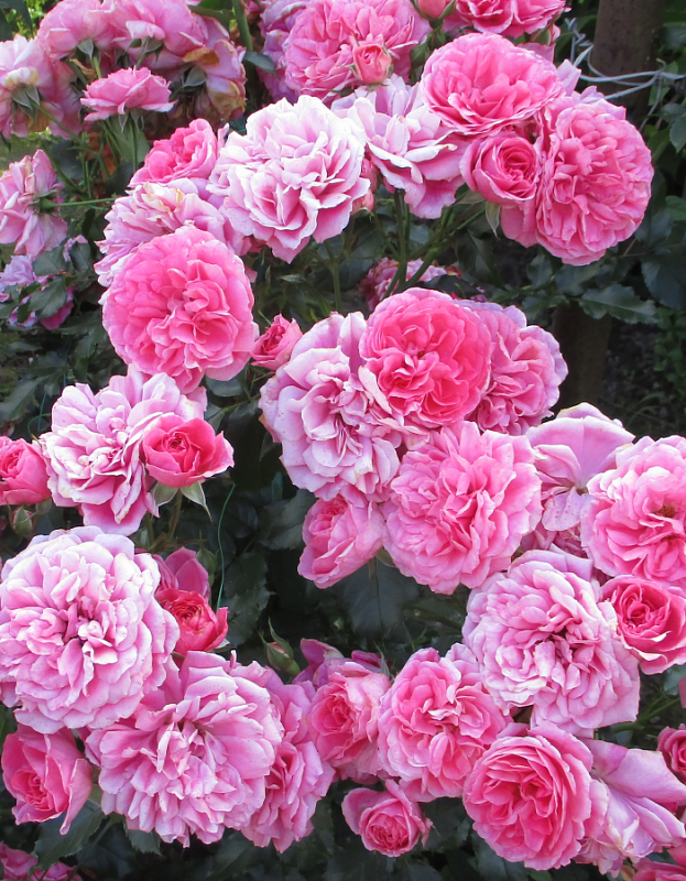 Роза плетистая Розариум Ютерсен