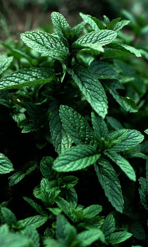 Мята Морозное утро (УД) 0,05 гр цв п