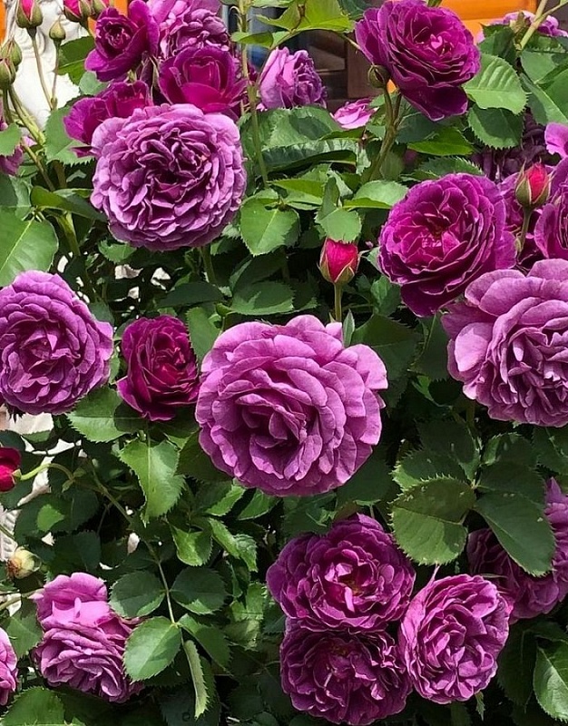 Роза флорибунда Минерва