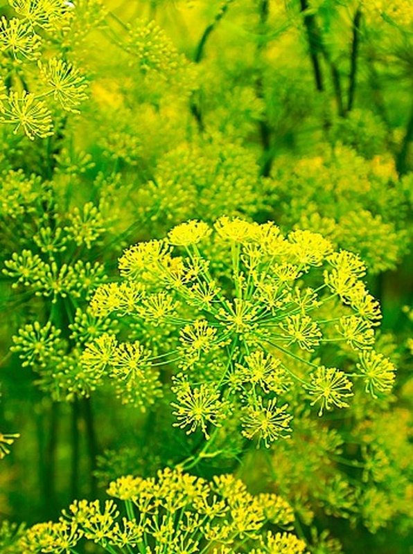 Укроп Аэронавт (Селекция "ВХ") 2 гр. б.п.