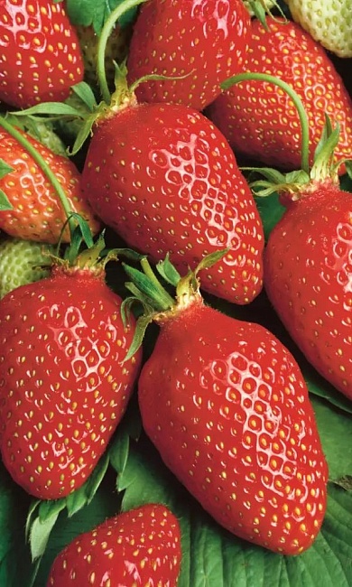 Земляника Чудо чудное - ремонтантная (УД) 10 шт