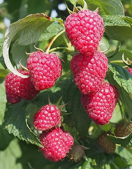 Малина ремонтантная Красная гвардия 