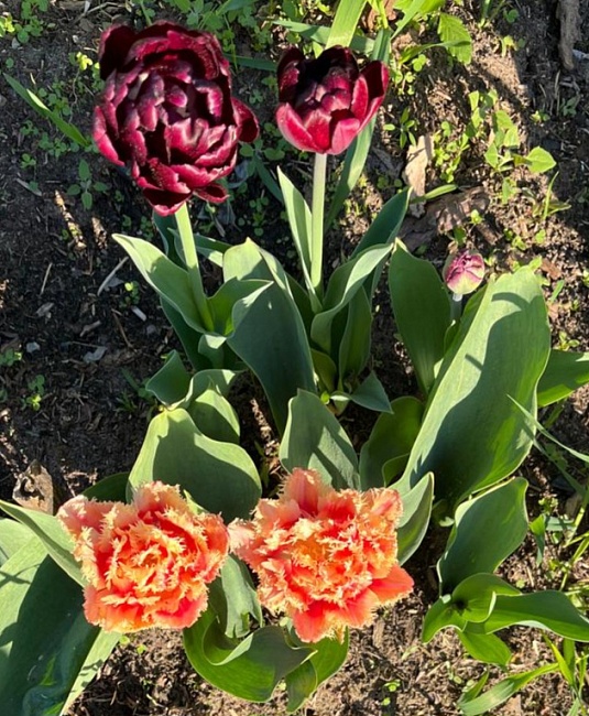 Тюльпан Антрацет 1 уп. (3шт.)