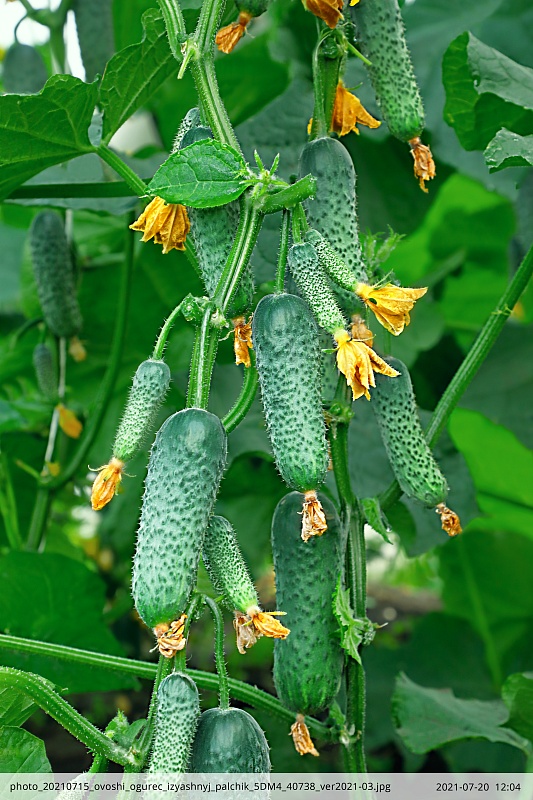 Огурец Изящный пальчик F1 (Селекция "ВХ") 0,25 гр цв.п.