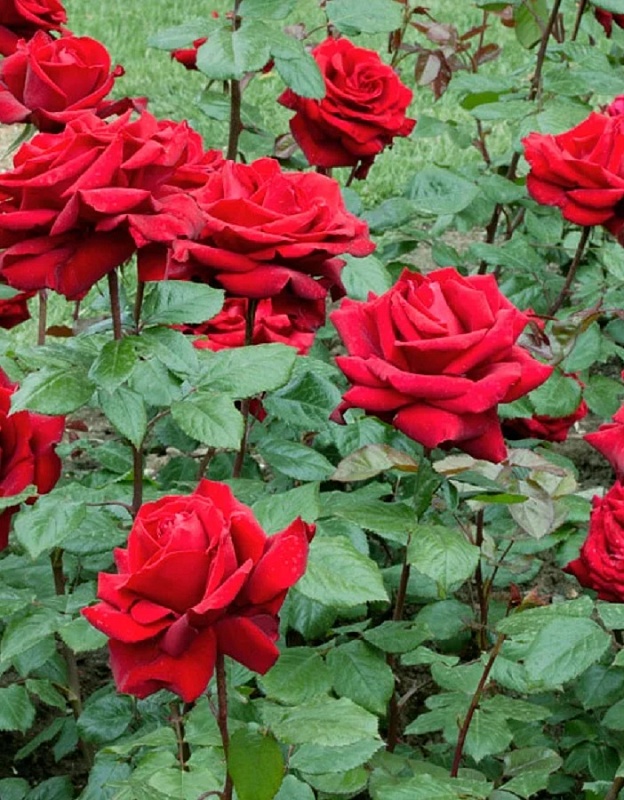 Роза чайно-гибридная Ред Куин 