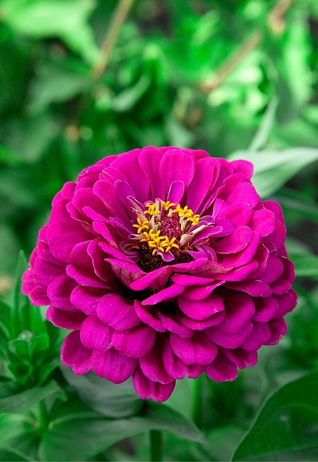 Цинния георгиновидная Вишневая королева 0,5 гр КЭШБЭК 25%