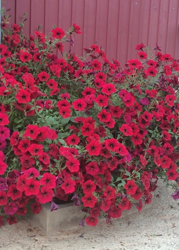 Петуния гигантская каскадная Тайфун F1 Ред Велюр 5 шт