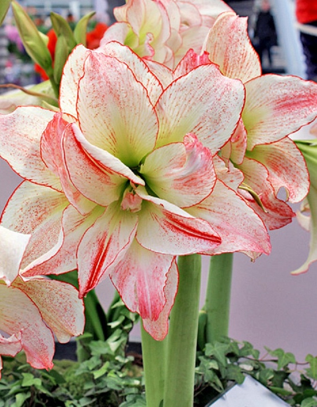 Амариллис Афродита 