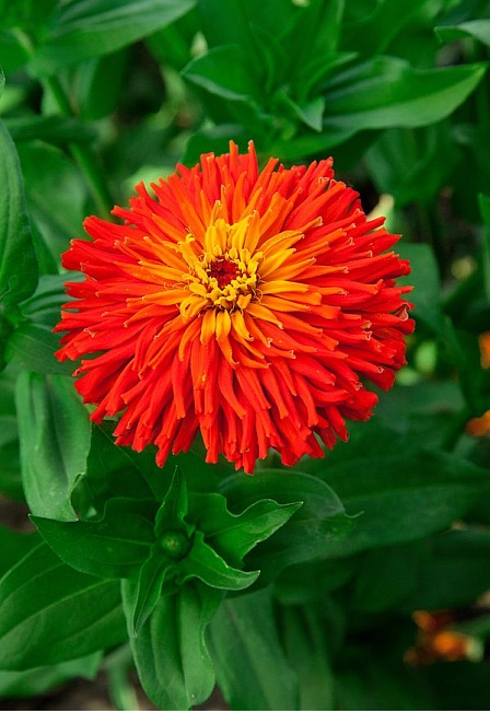 Цинния изящная Подарок маме 0,5 гр