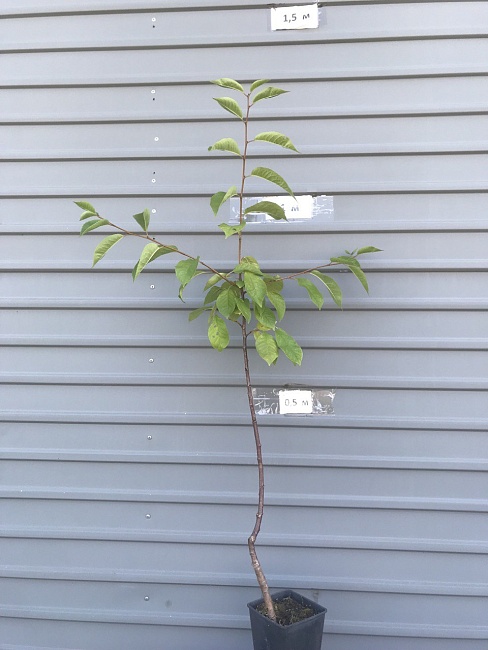 Вишня Игрицкая (Prunus cerasus)  1 шт