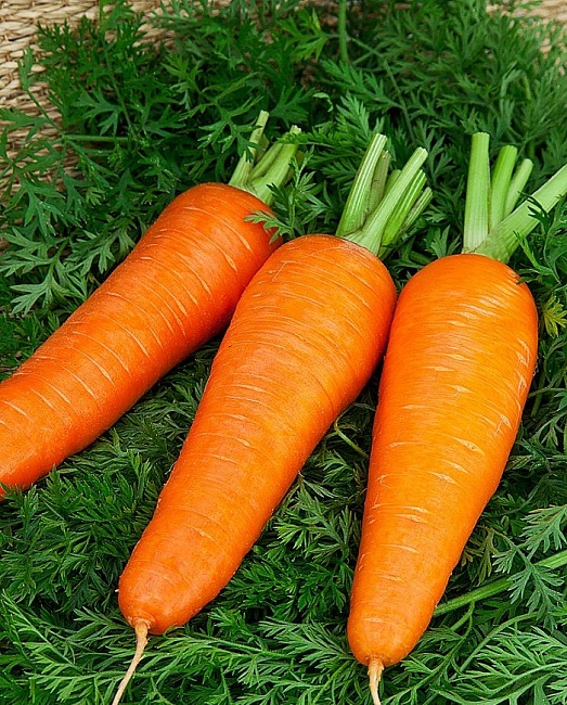 Морковь Шантенэ 2461 2 гр б.п.