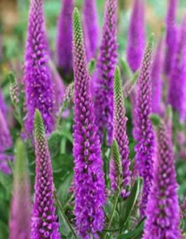 Вероника гибридная Атоми Рэд Рэй 1 шт Р9