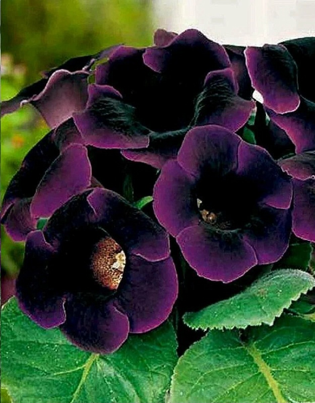 Глоксиния Виолацеа