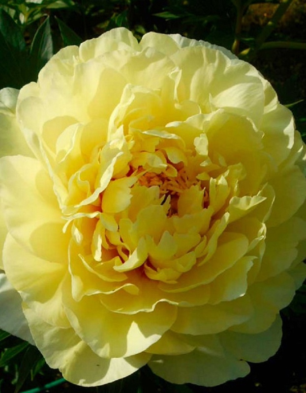 Пион ИТО-гибрид Бартзелла 1 шт.