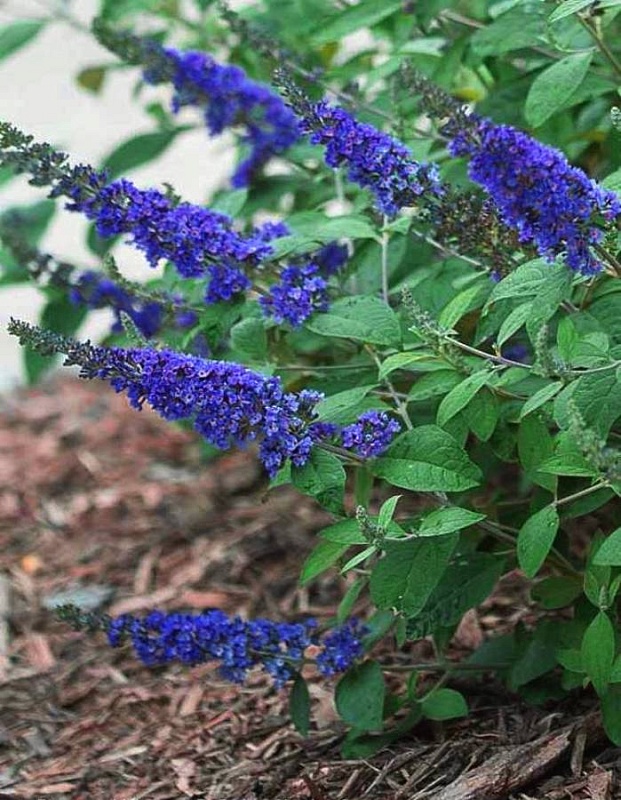 Буддлея Давида Нано Блю 1 шт Р9