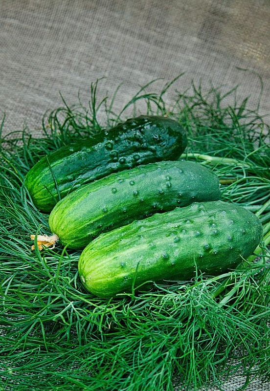 Огурец Застольный F1 0,25 гр цв.п (Био-старт)