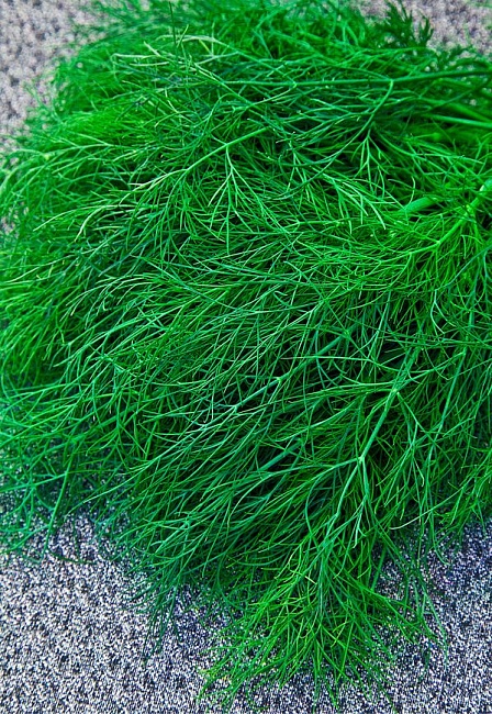 Укроп Зеленое кружево (Селекция "ВХ") 2 гр цв.п КЭШБЭК 25%