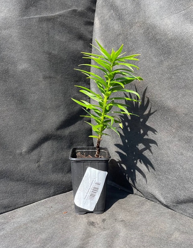 Лилия Марлен 