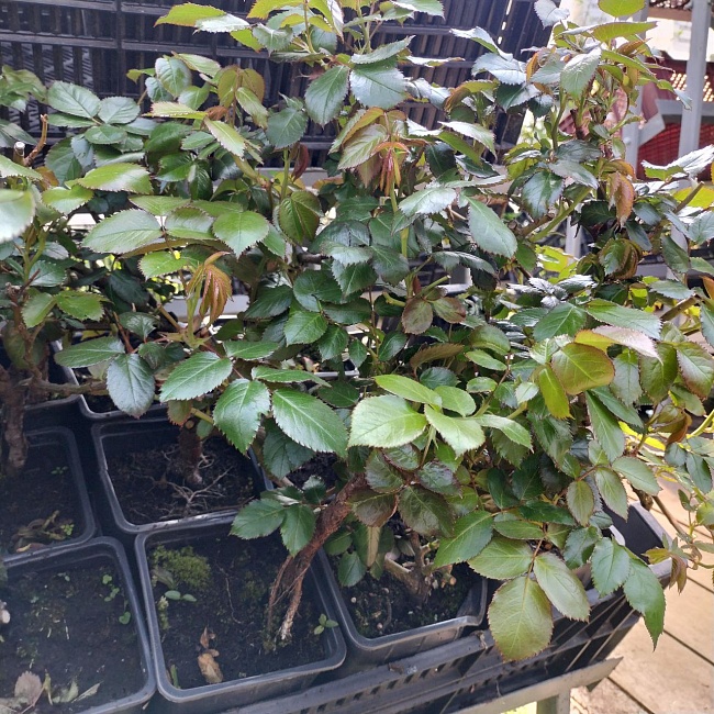 Розы в ассортименте 