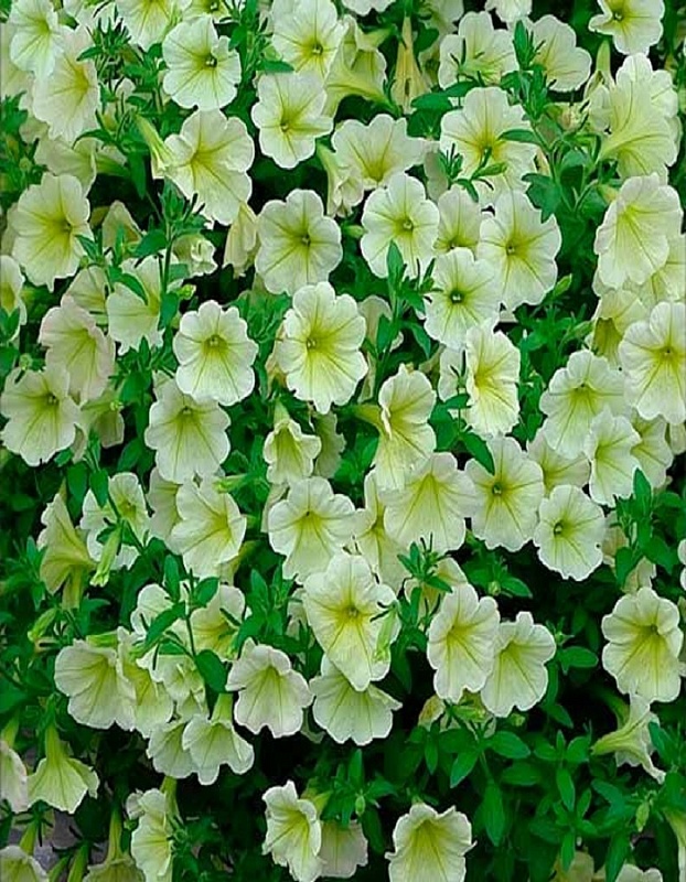 Петуния Гигант лимонная F1 (УД) 10 шт