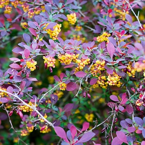 Какие декоративные культуры украсят сад поздней осенью