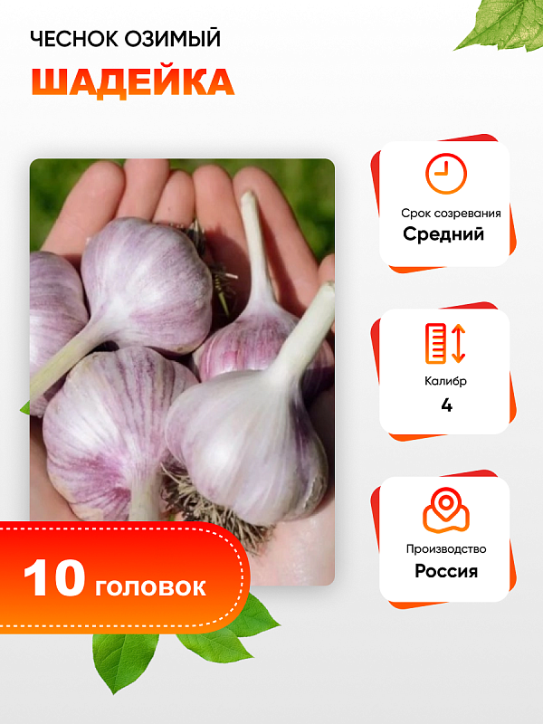 Чеснок Шадейка 1 уп. (10 головок) калибр 4